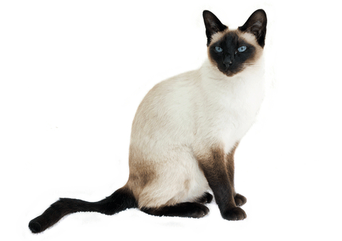 Siamese Cat Colors