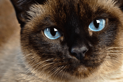Different types of Siamese cats