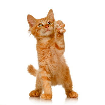 http://www.cat-breeds-info.com/images/ginger_kitten.jpg