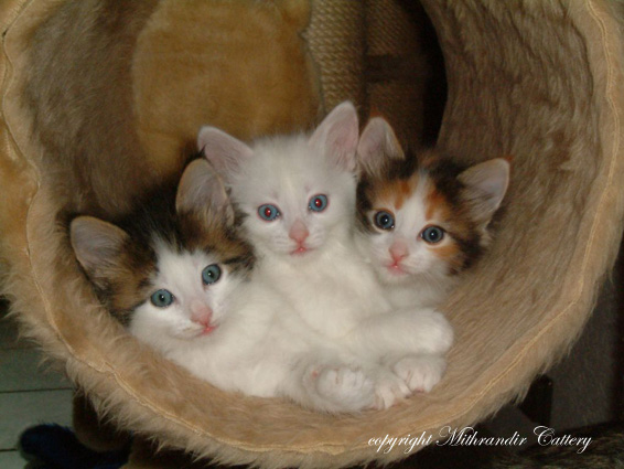 Find Turkish Van Cats for Sale