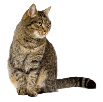 House Cats - the Most Common Cat Breed