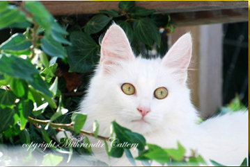 http://www.cat-breeds-info.com/images/turkish_angora_white_amber_eyed_2.jpg
