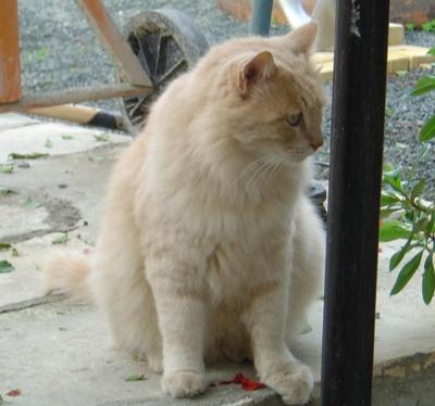 Beautiful cat found in Limassol
