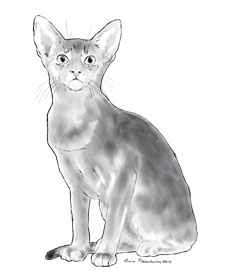 Black and White painting of an Abyssinian.