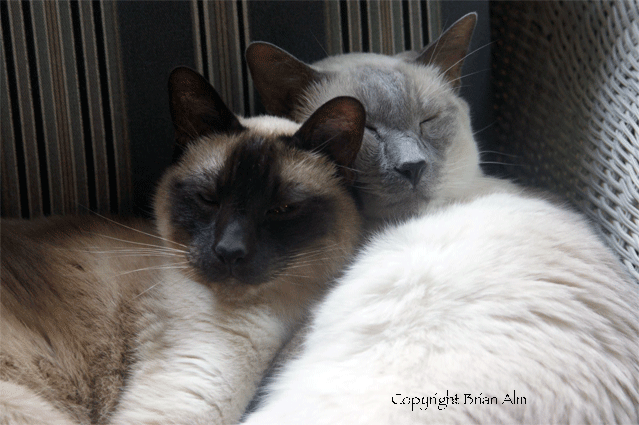 A seal point and lavender point Siamese