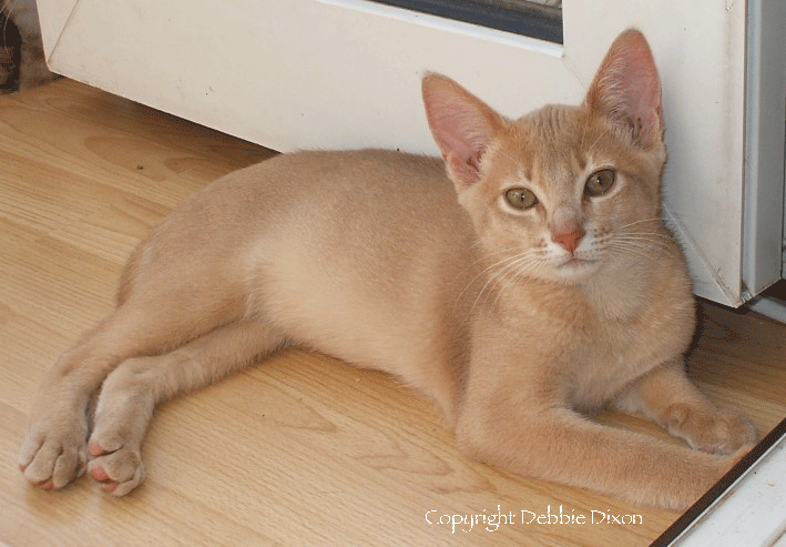 From: https://www.cat-breeds-info.com/cat-colors-abyssinian-cat.html
