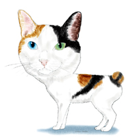 Japanese Bobtail cat