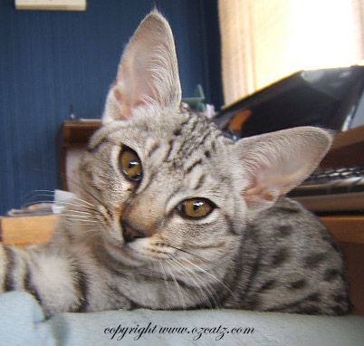 ocicat cat