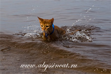 abyssinian cat in water