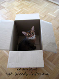 Cats and cardboard boxes...