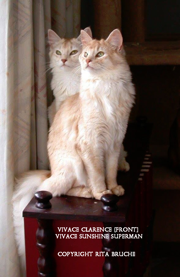 Somali Cat Breed Looks