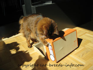 Cat opening a box