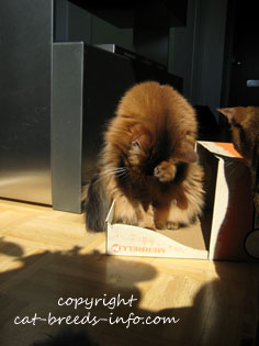 Cat in a box