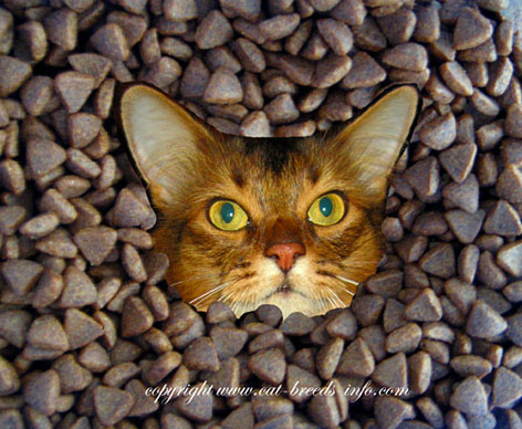 diary of a cat - cat food