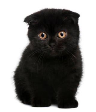 scottish fold kitten black