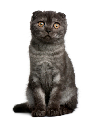 scottish fold cats