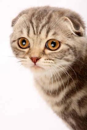 scottish fold kitten