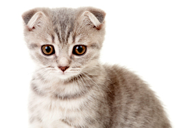 Scottish Fold cat kitten