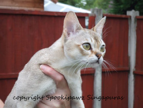 singapura cat