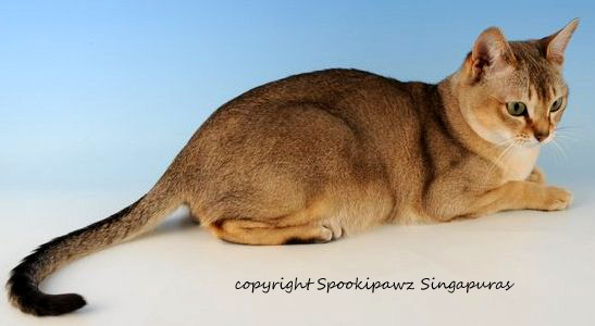 singapura cat breed