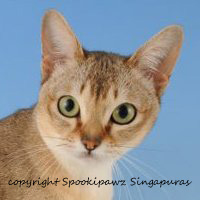 singapura cats