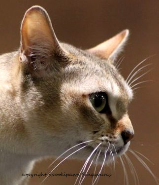 singapura cat breed