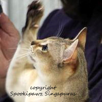 singapura cat