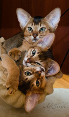 Abyssinian kittens