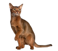 Abyssinian cat