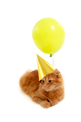 Balloon cat from The Cat Diary of Rolli the Somali Cat