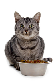 feline food allergies