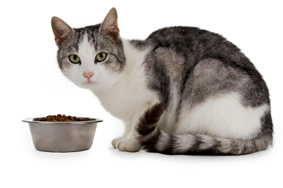 food allergies in cats