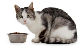 feline food allergies