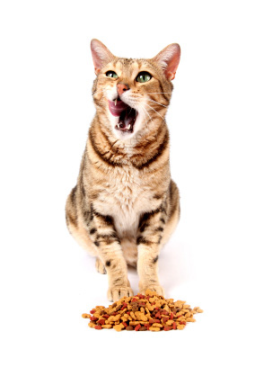 feline food allergies