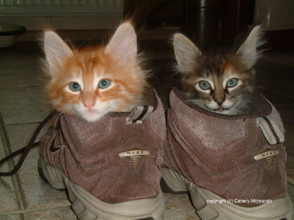 turkish angora kittens