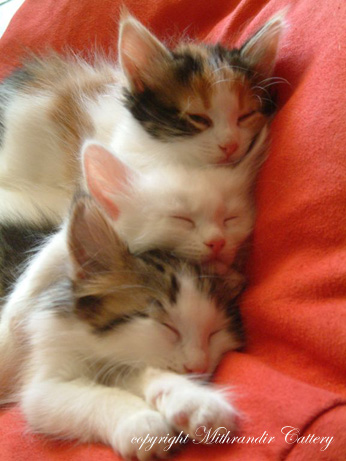 turkish angora kittens