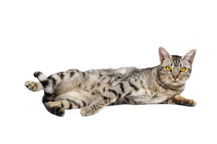 ocicat cat