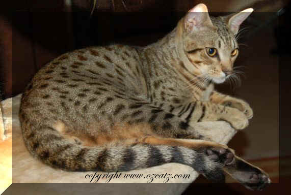 ocicat cat