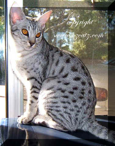 ocicat