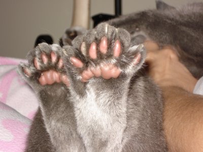 Adorable polydactyl cat toes