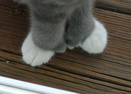 thumbs of a polydactyl cat