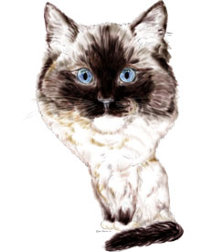 caricature Ragdoll