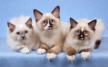 ragdoll kittens