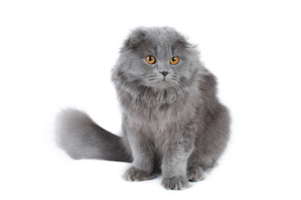 Scottish Fold Cat longhair