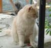 Beautiful cat found in Limassol