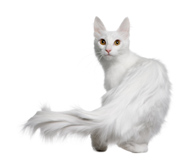 White Turkish Angora cat