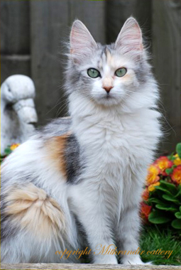 turkish Angora cat