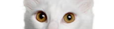 Amber eyes of a cat