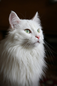 white turkish angora cat