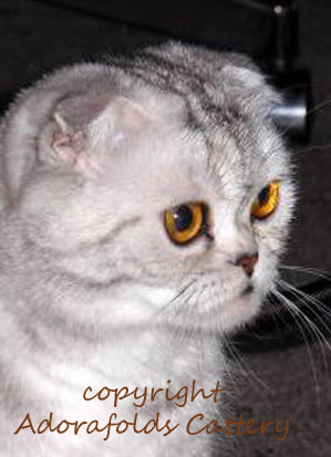 tabby scottish fold